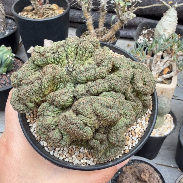 紫丽缀化（满28包邮）