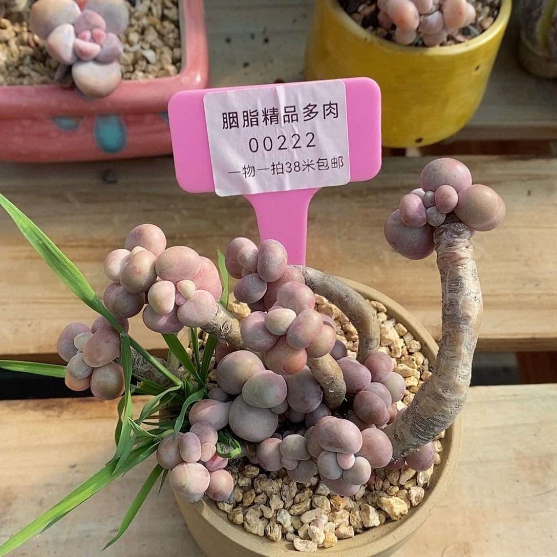 00222奥体乎魔芋口味