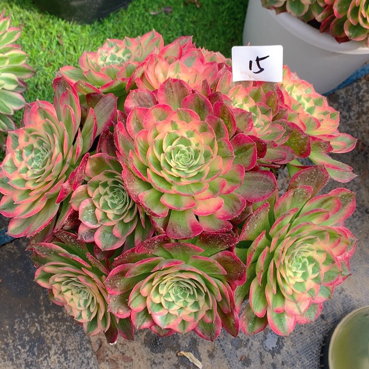 15海王精品法师多肉