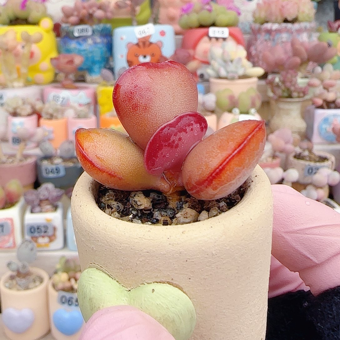 L爱心水泡 盆口3cm