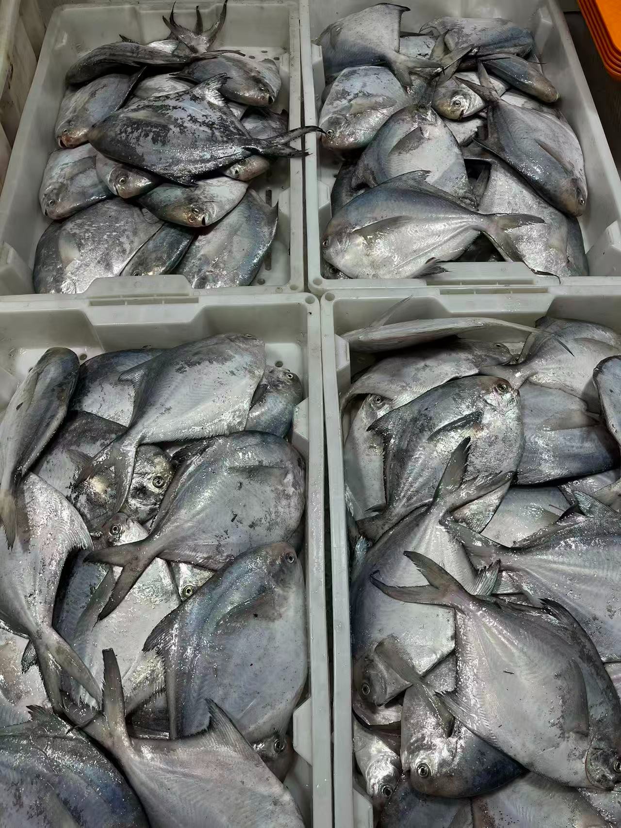 石浦原产地海鲜现称现拍改价链接