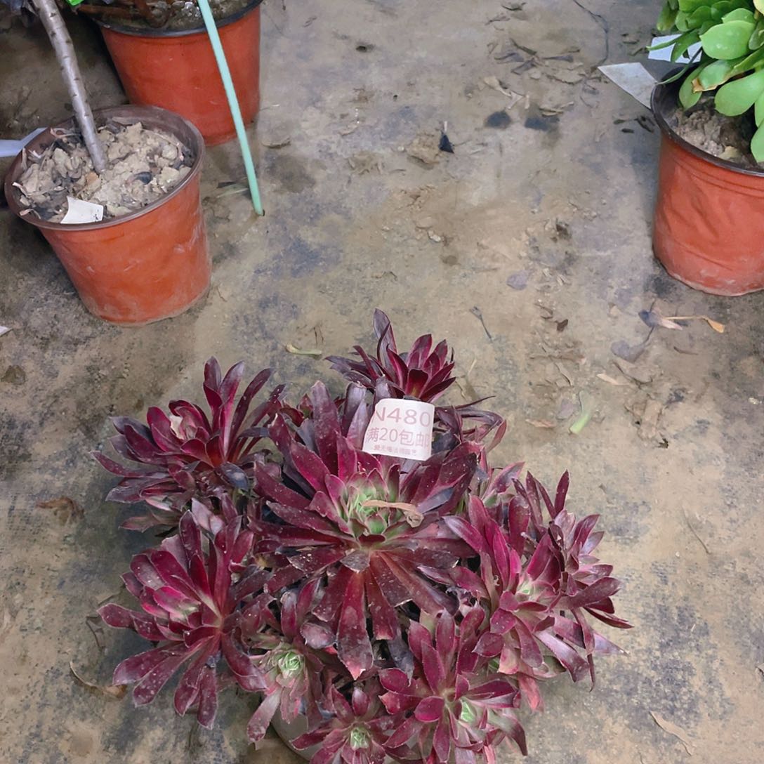 480惊鸿仙子多肉