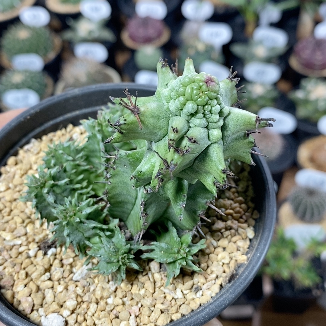 208号石化魁伟玉6cm