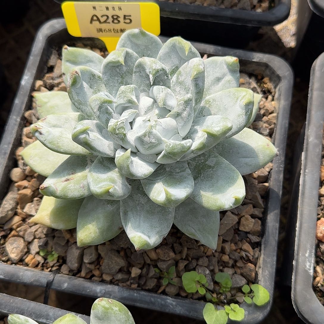 朵***肉多肉植物仙女杯A285