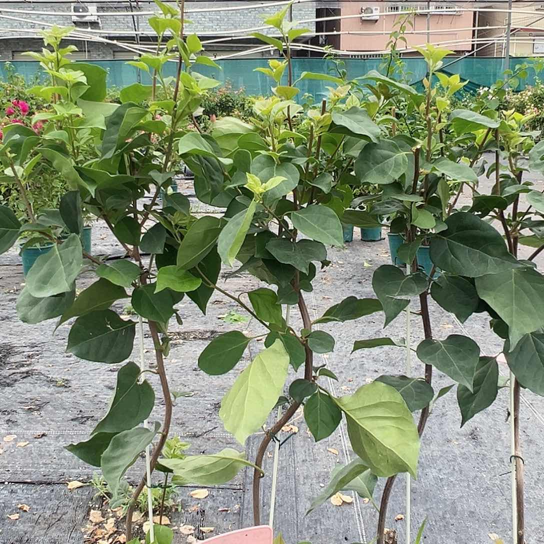 当前无花栽培后可以开花E18随机一颗