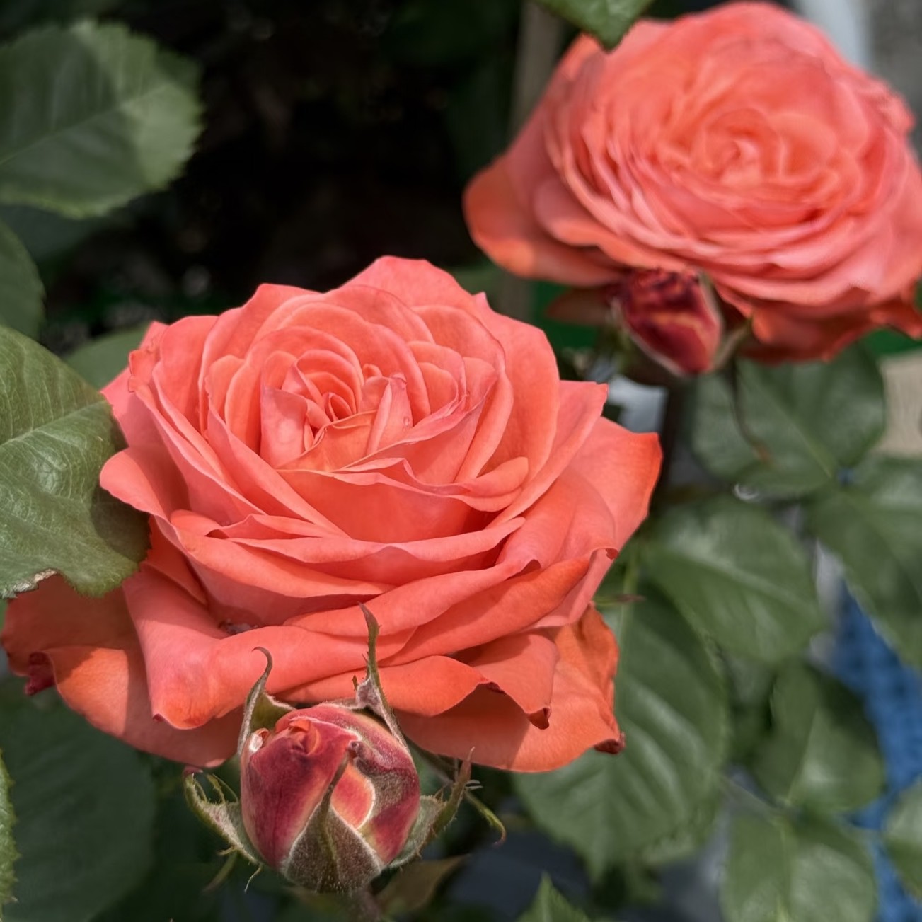 【3颗包邮】新品美式咖啡月季小苗庭院阳台盆栽四季切花玫瑰花期长