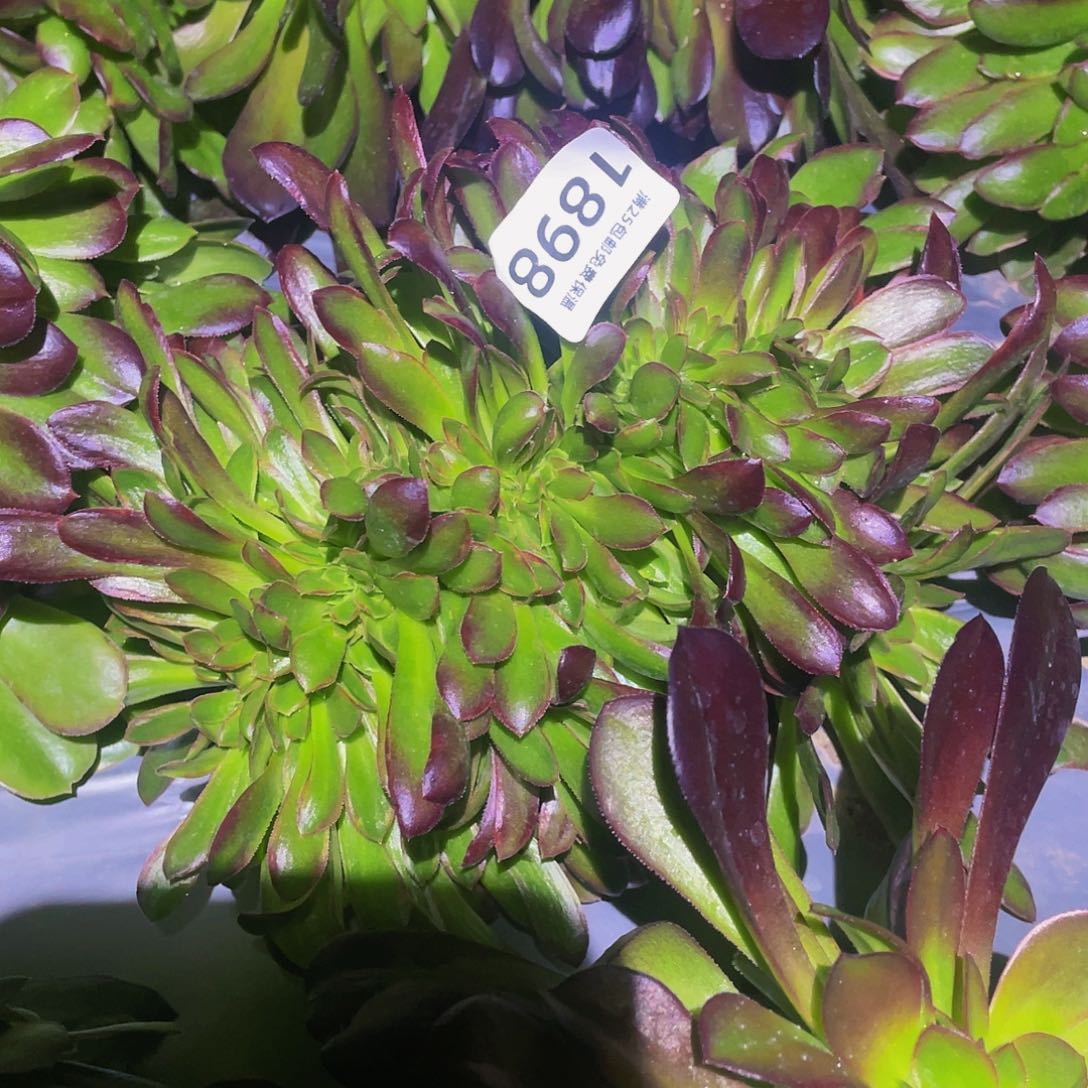 1898娜迦缀多肉植物