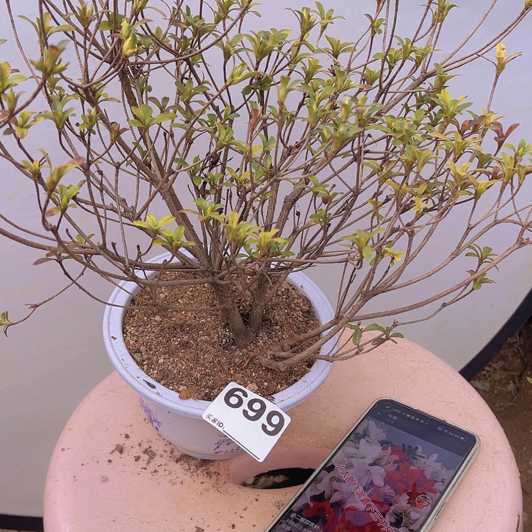 红陶直播时间一直一个