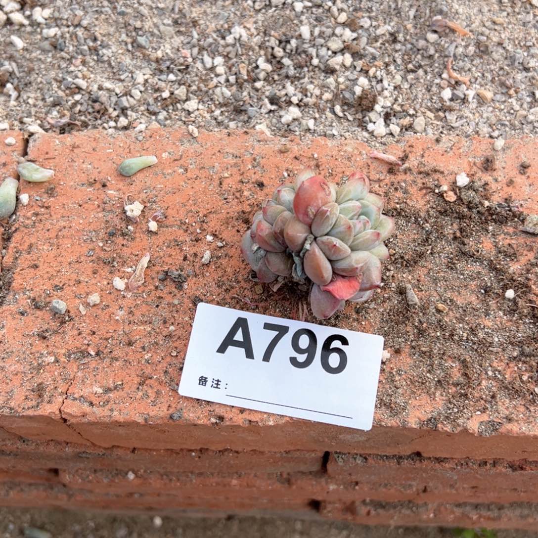 796多肉多肉多肉多肉多