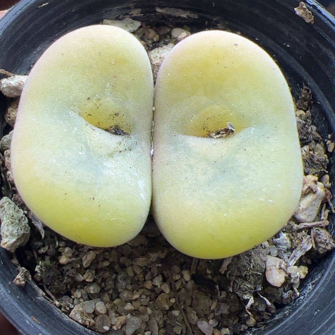 大家过年好22319