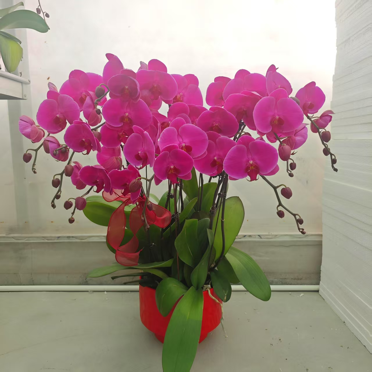 【大辣椒】蝴蝶兰盆栽花卉观花植物室内四季开花优质耐旱陶瓷盆