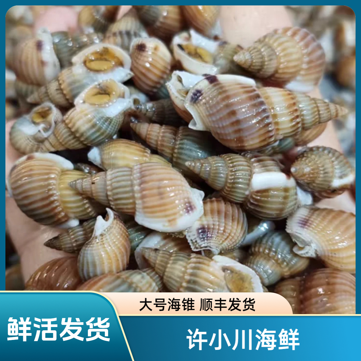 东港 大号 活海锥 顺丰发货海瓜子海螺蛳
