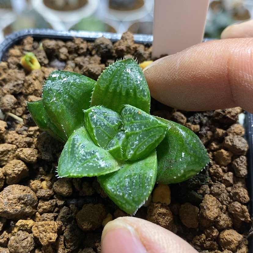 【闪购商品】384实生