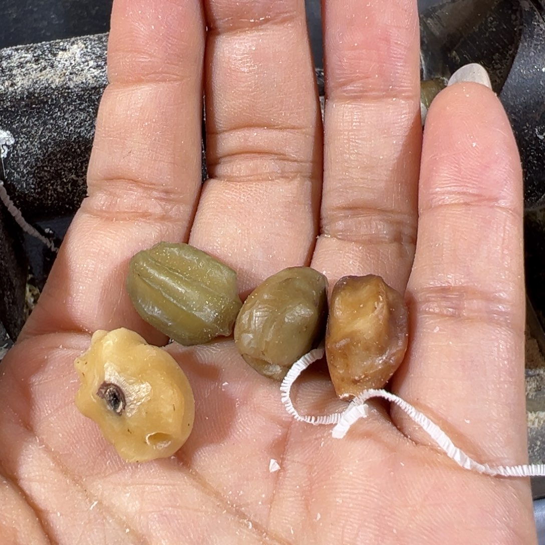 手串龙脊菩提羽****绒原籽手持10