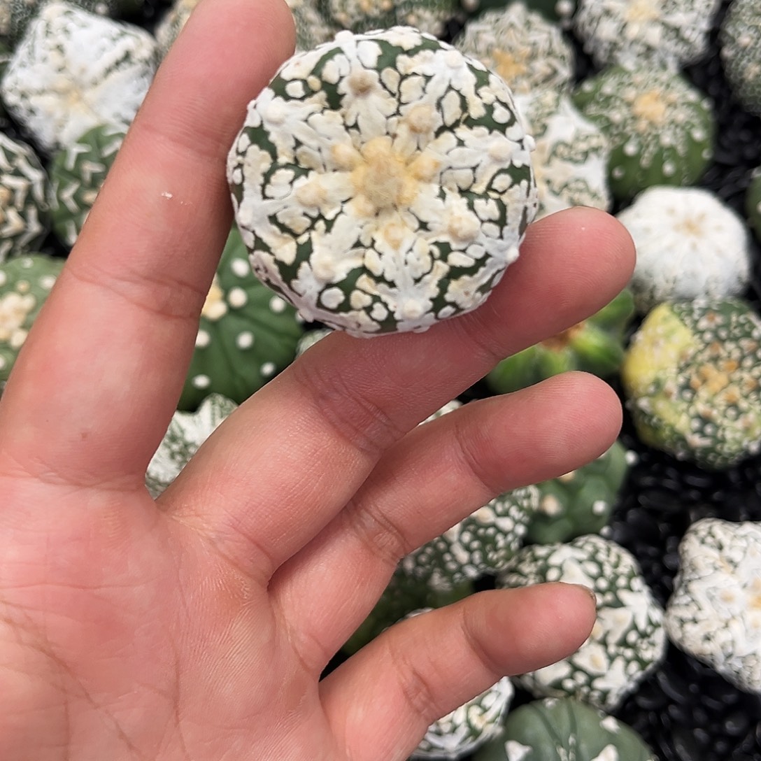 哈哈哈哈哈哈ｖ兜兜