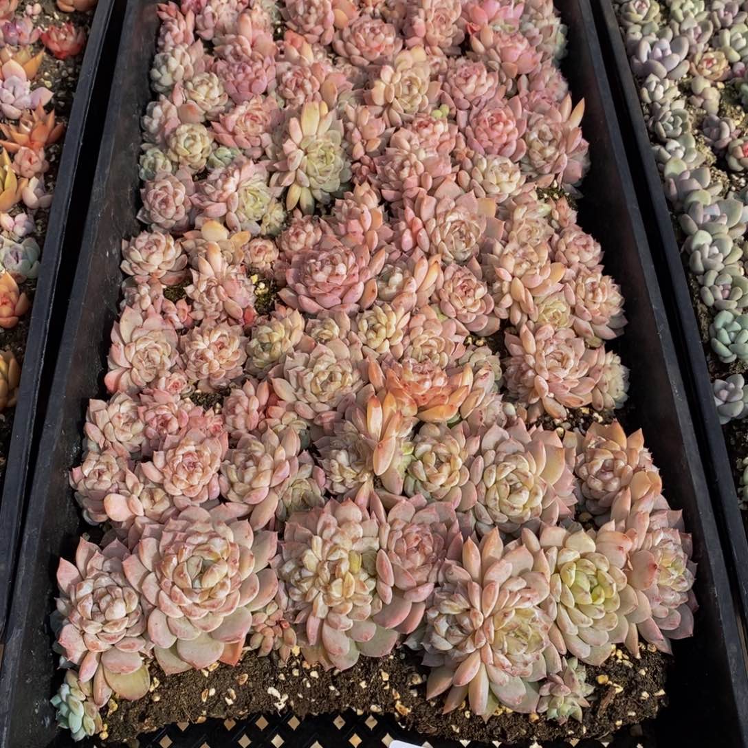 元*033多肉植物保护研究所所长