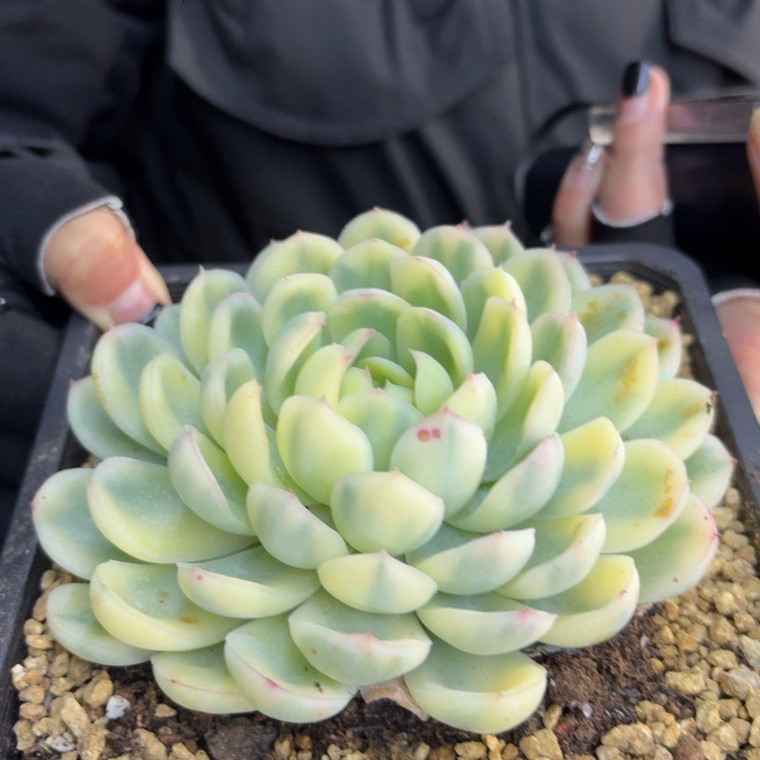 默***忧草莓冰幸运，多肉锦