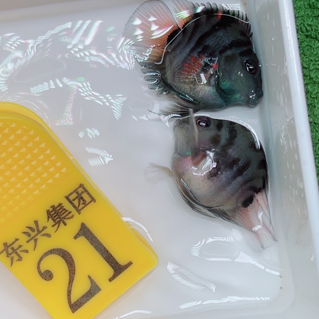 鹦鹉鱼摩卡色一对