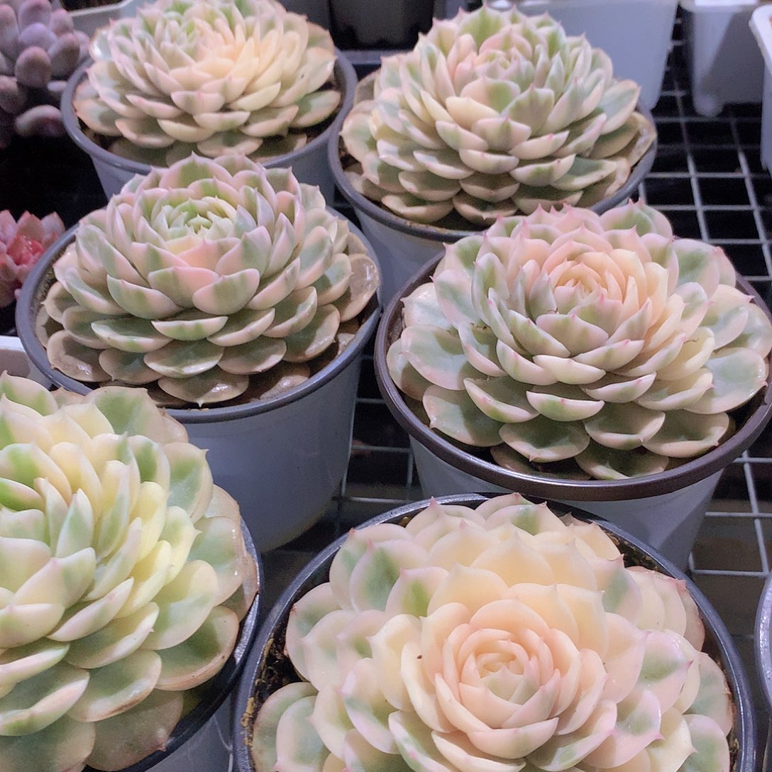 大号昂斯洛锦34578990000