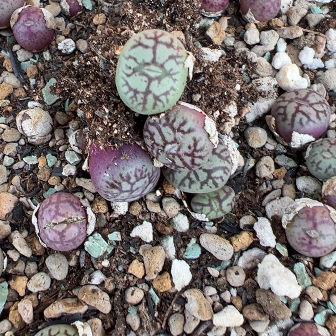 量拍1122猴脸杂超墨一颗