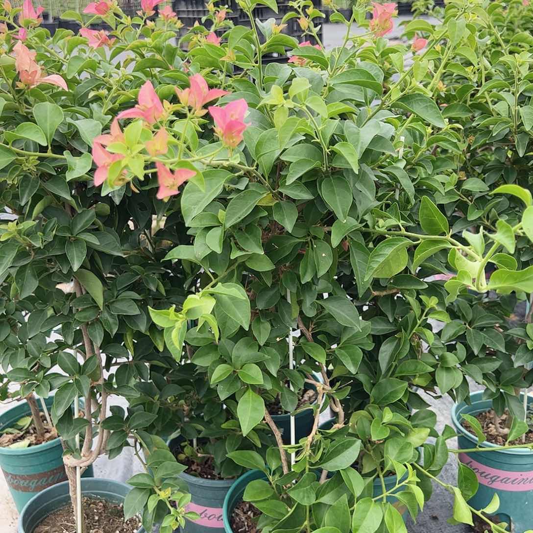 当前无花栽培后可以开花卡亚塔一颗