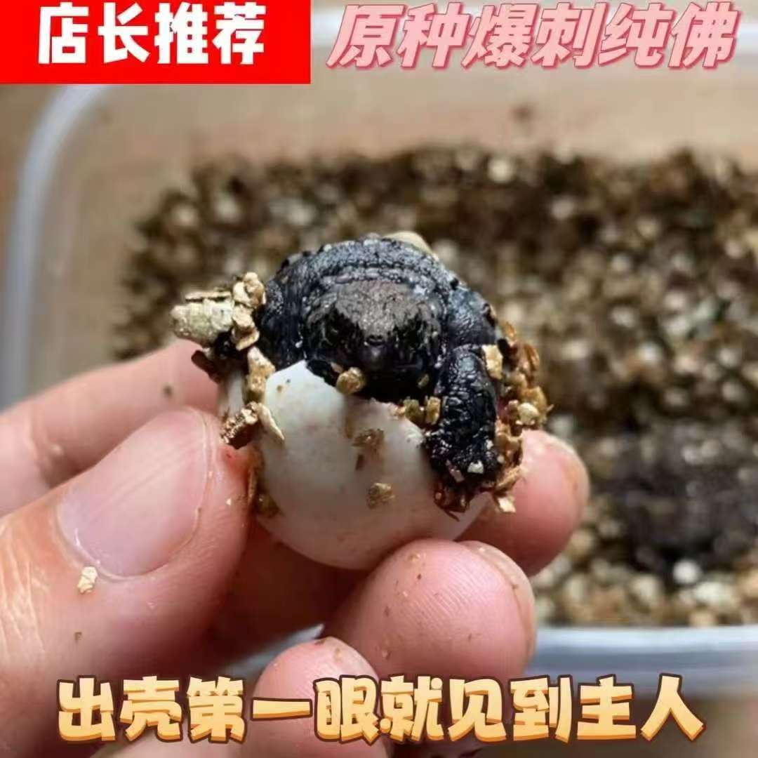 可爱霸气观赏宠物龟