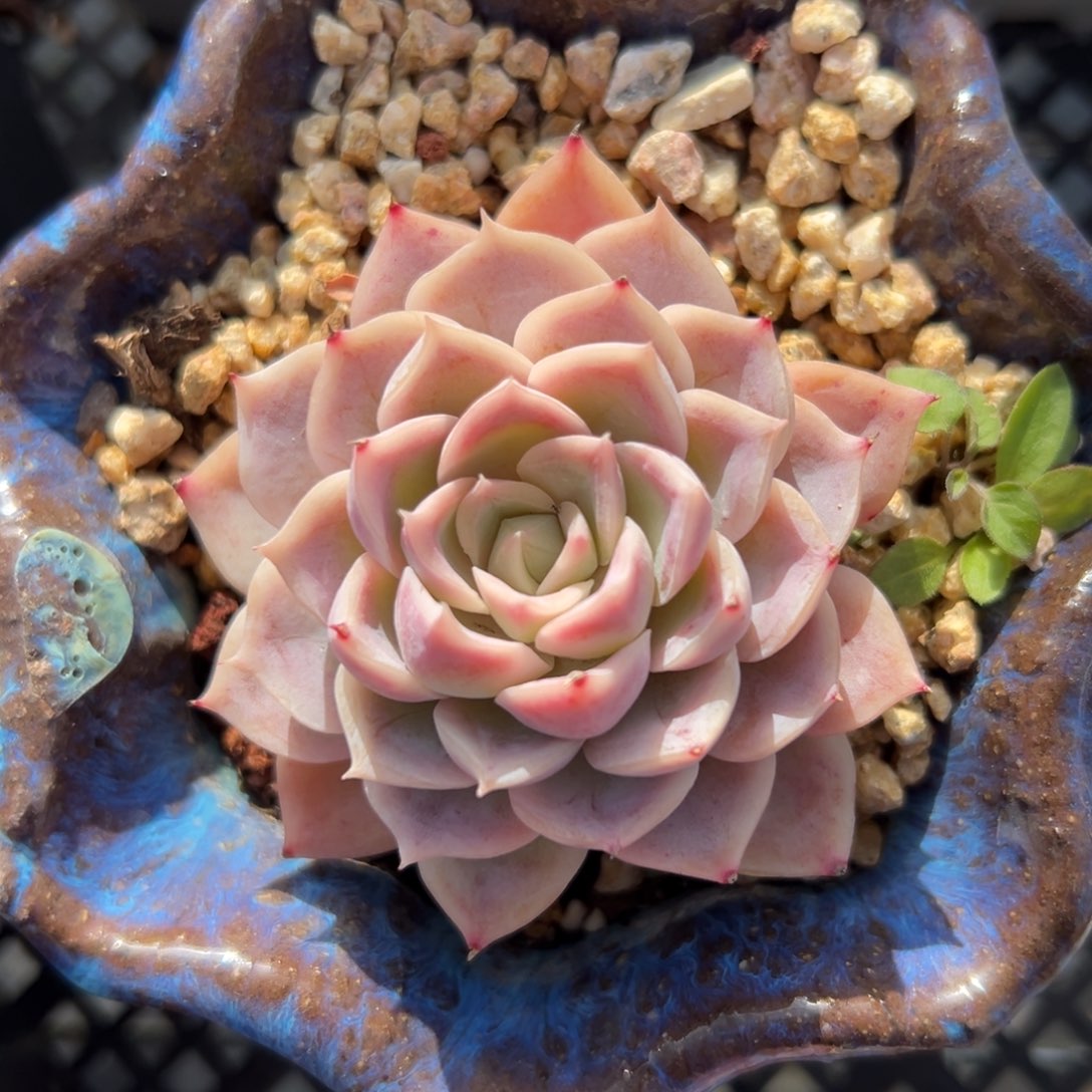 Sp 精控多肉一物一拍