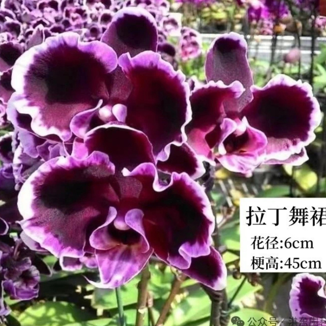 3.5寸蝴蝶兰花苞花苗多季节开花好养高端花卉