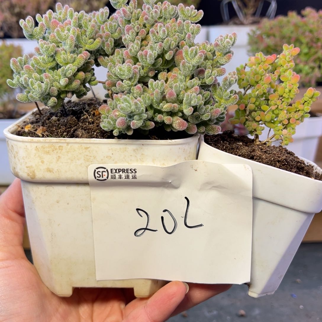 10厘米大冰晶小蜜橘组合202➕小惊喜