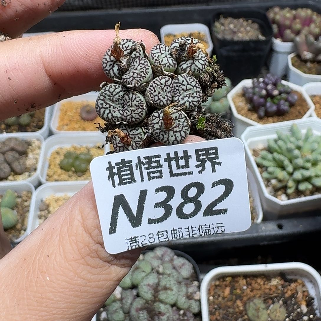 多肉植物的人生历程ghjk