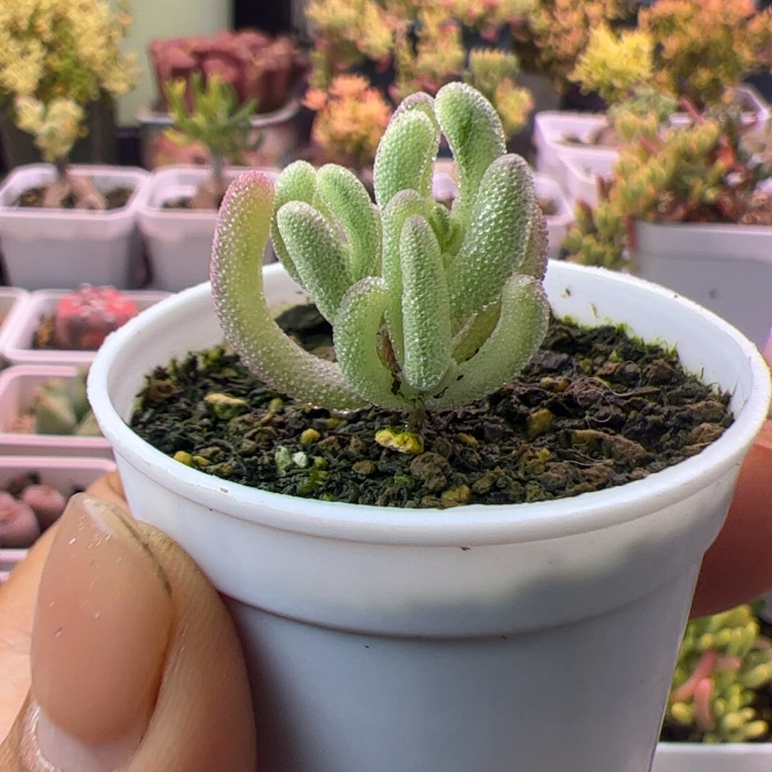 多肉植物枝干紫闪