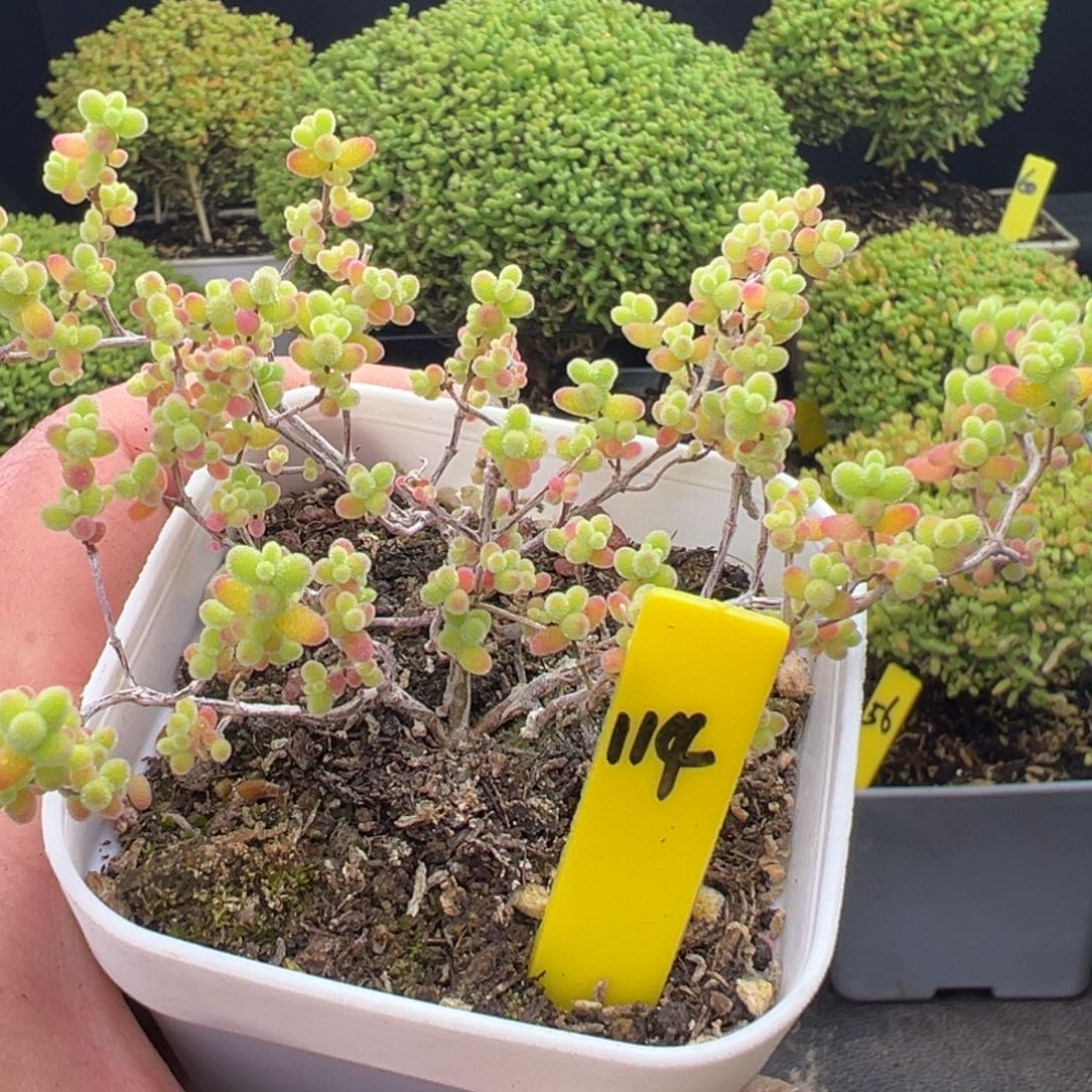 蜜橘枝干114号5.5cm盆