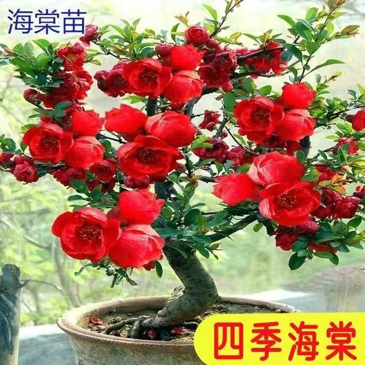 长寿冠海棠花卉一物一拍