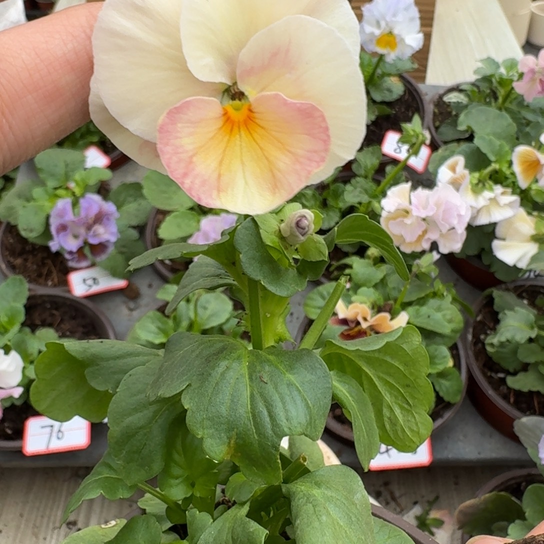 大部分花苞少量开放4