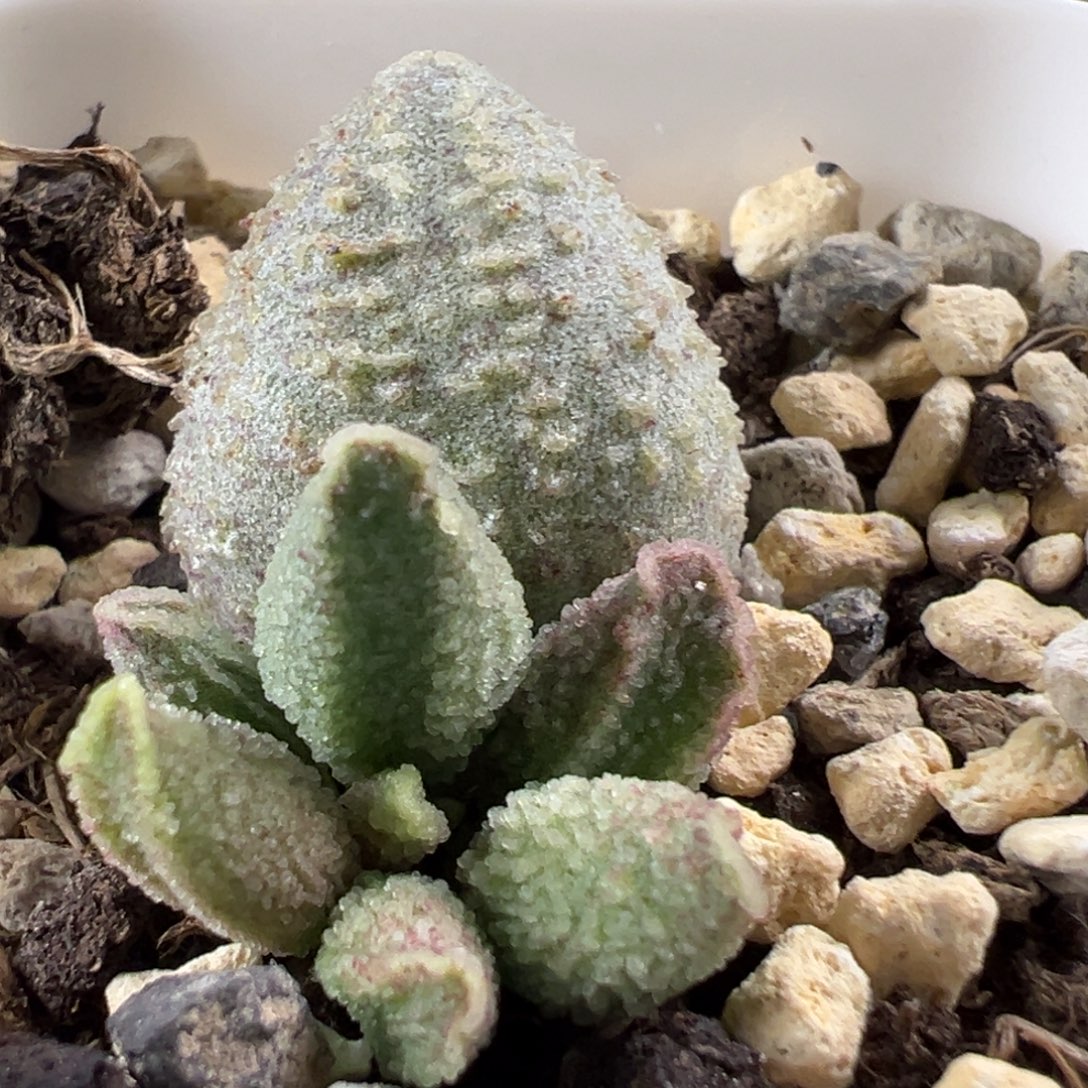 翡翠哈默大苗多肉植物水泡