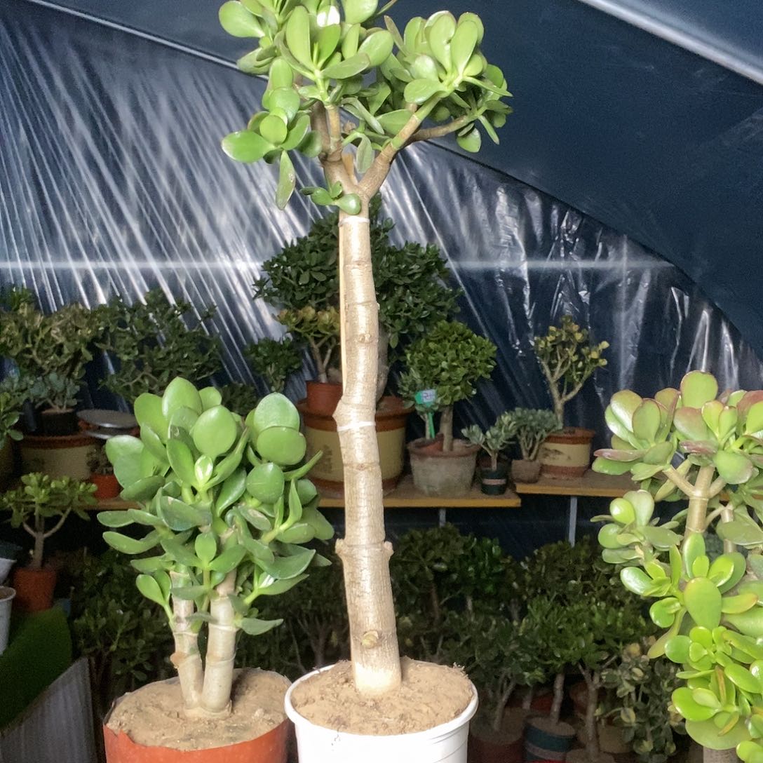 冷***冰完全开放独杆玉树一物一拍