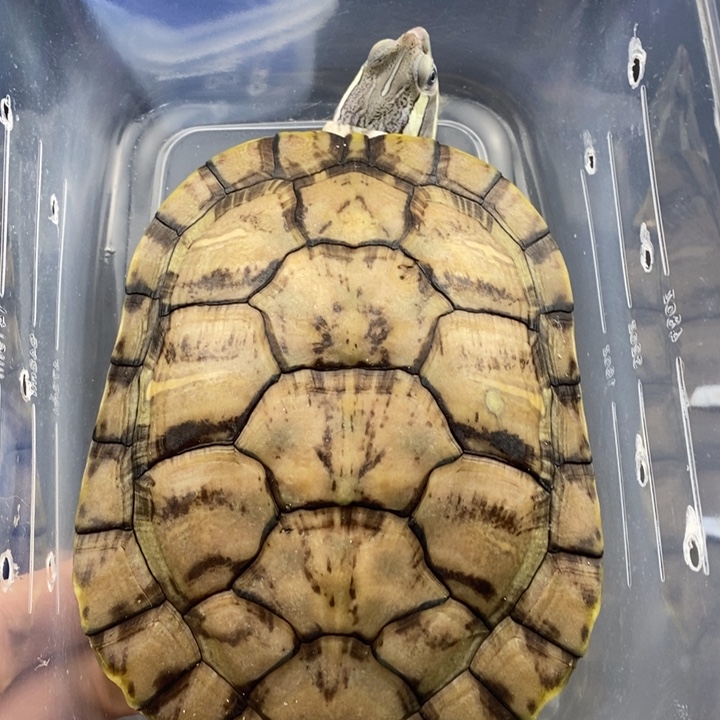 巴西彩龟母666666666