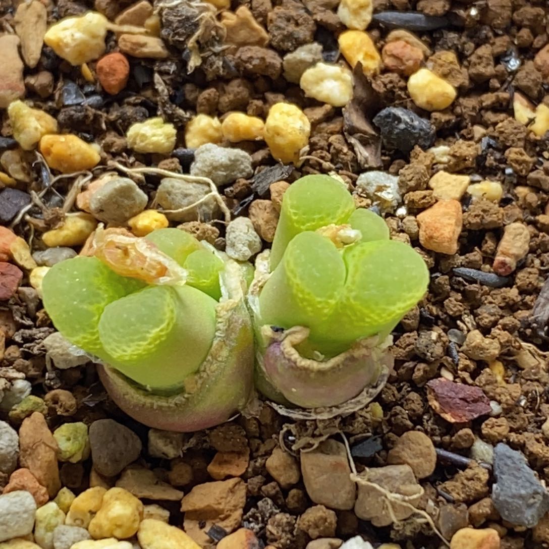 开播福利群生1453.9粉樱