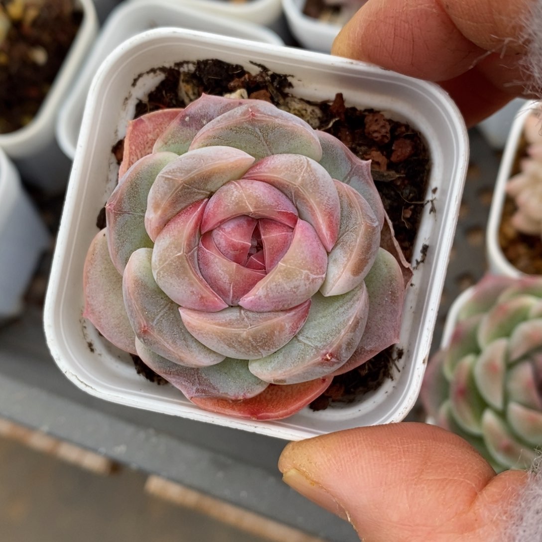 精品多肉一物一拍不不包整200