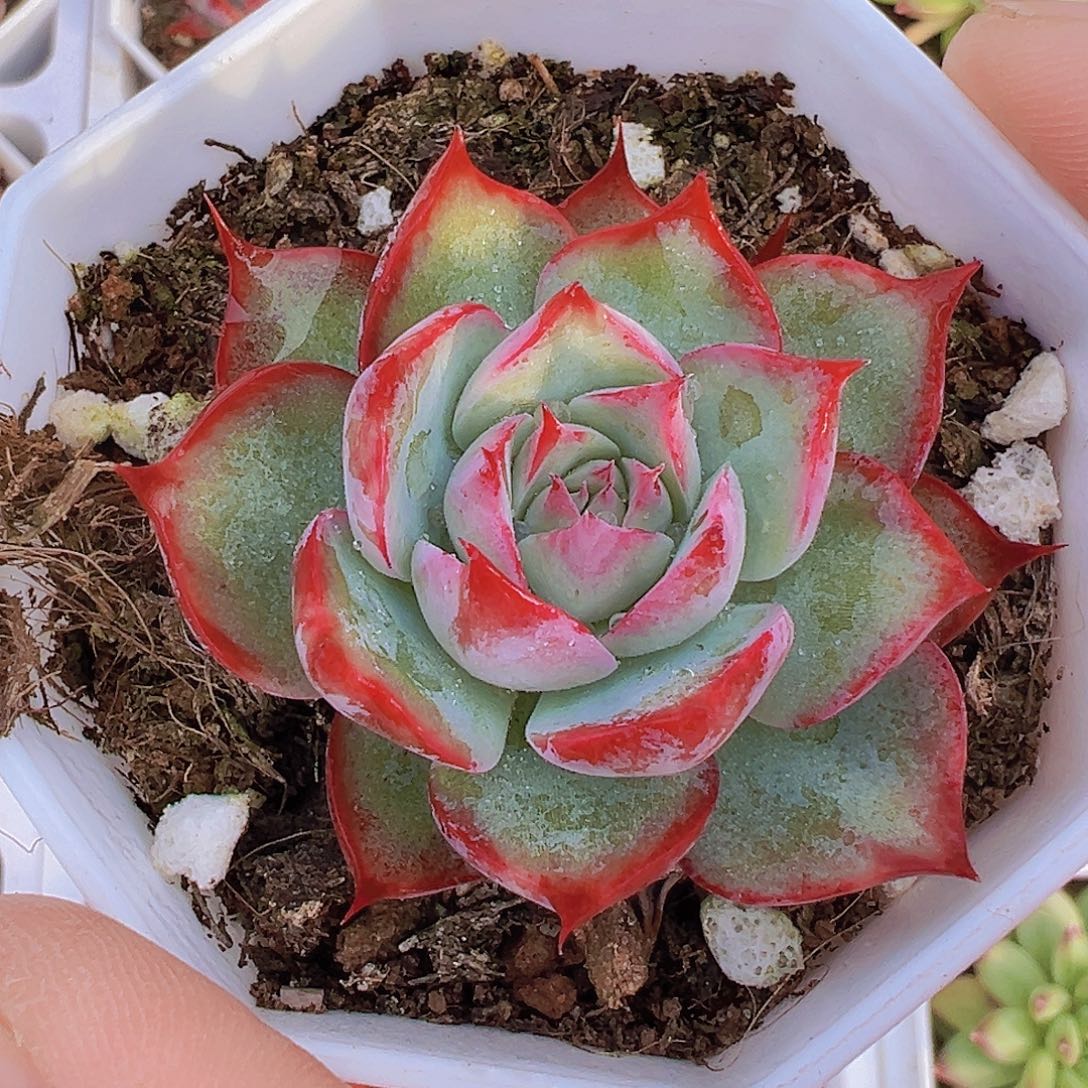 宽叶惊鸿19包邮多肉植物