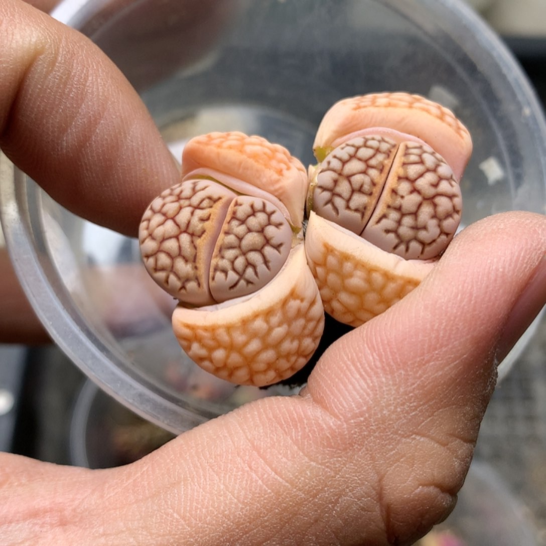 G435多肉植物保护