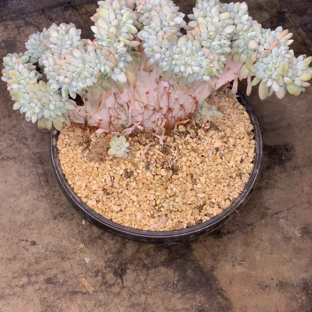 友家多肉一物一拍