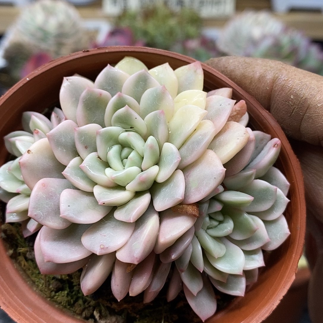 01106 红宝石覆轮锦 3 头