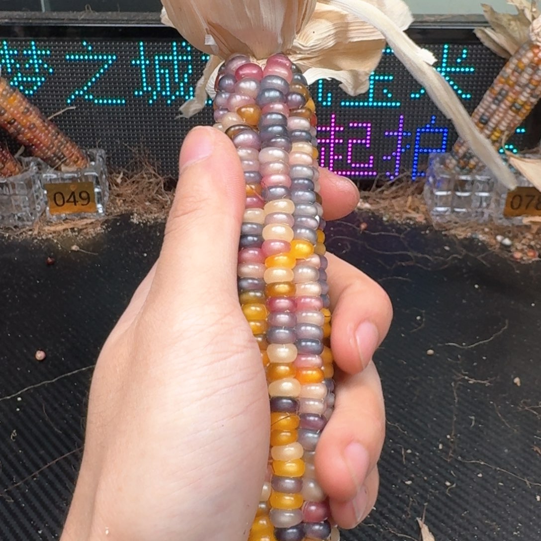 柏香籽/百香籽吊坠雾