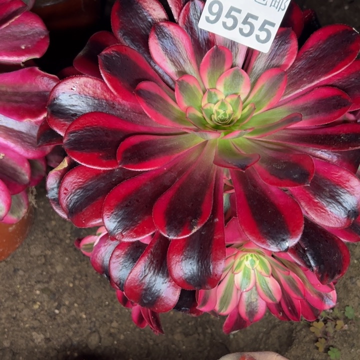 9555黑金多肉植物