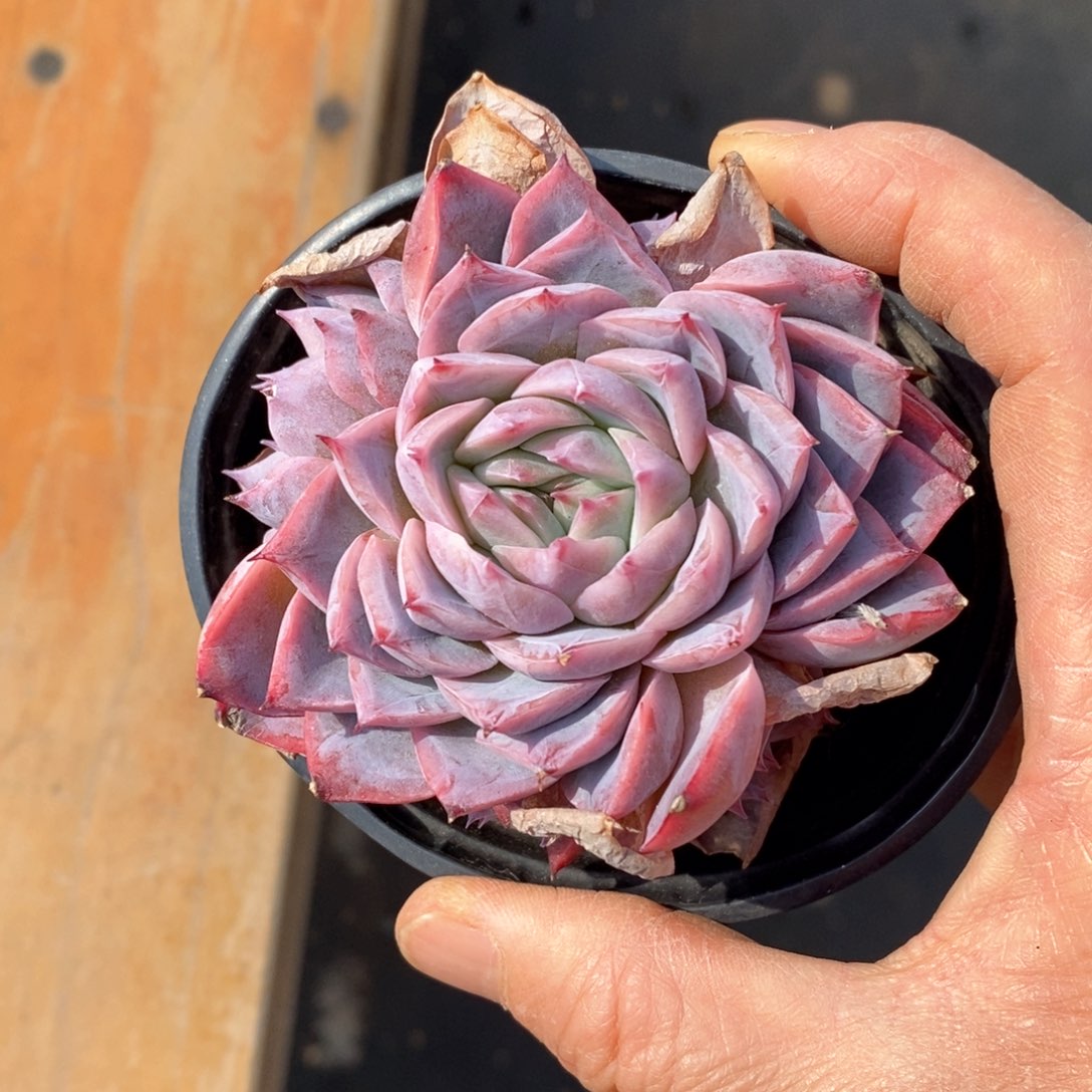 精品多肉一物一拍不包整81