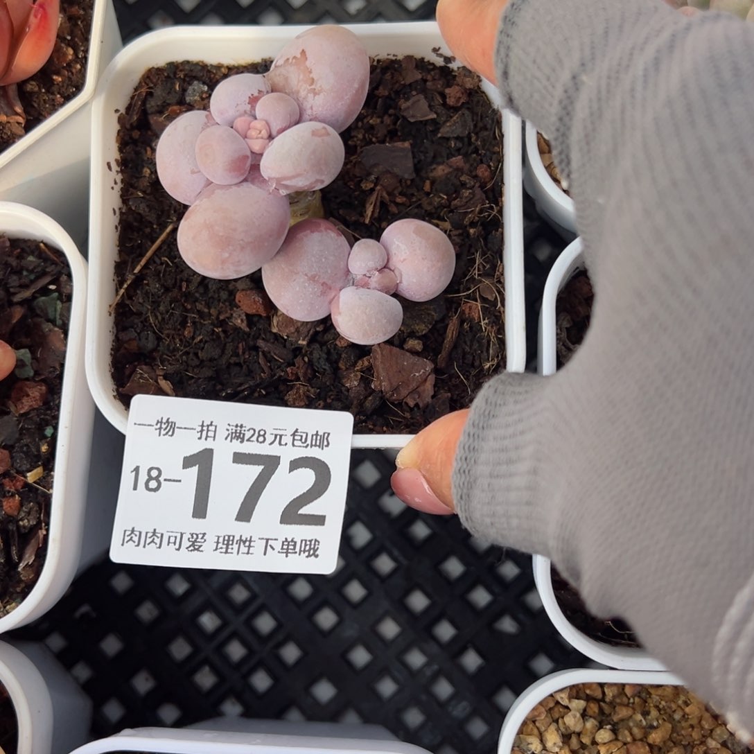 奶酪多肉多肉多肉多肉