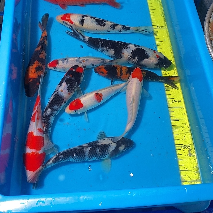 够***钟锦鲤纯种血统锦鲤观赏鱼