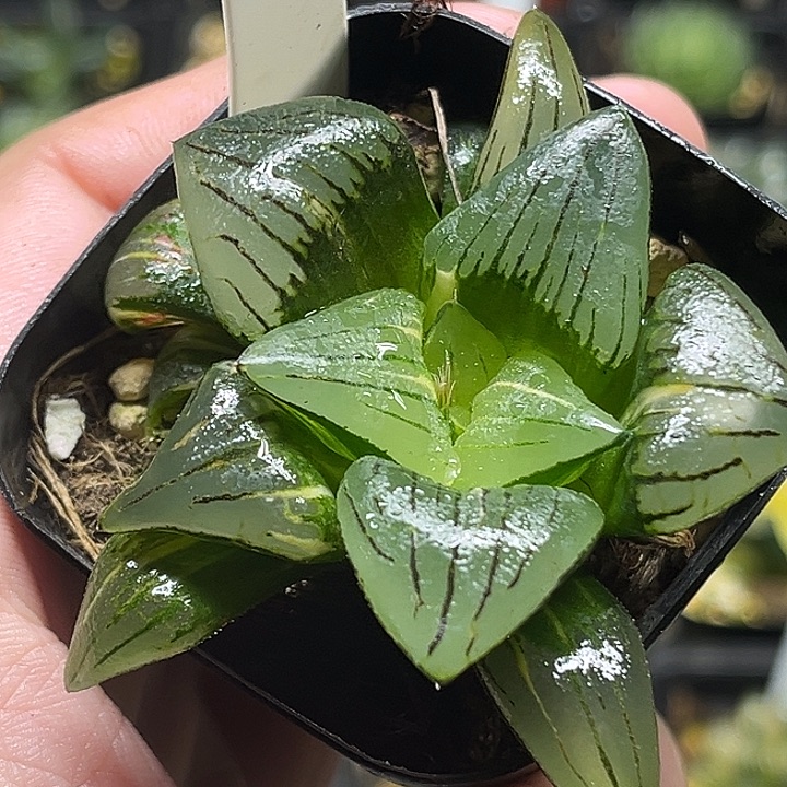 108巨大丸叶红纹寿锦