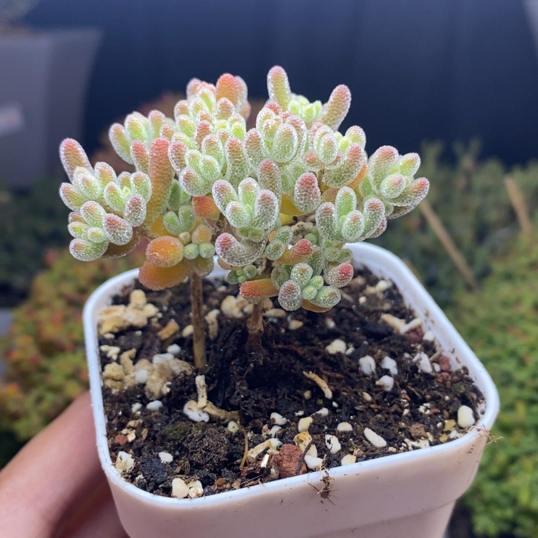 无花朵12号优选冰晶枝干